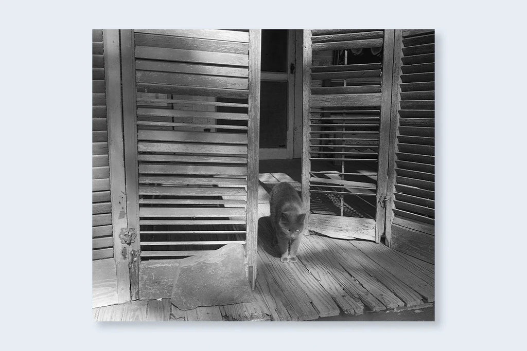 Mark Steinmetz - Low-Fi Cats