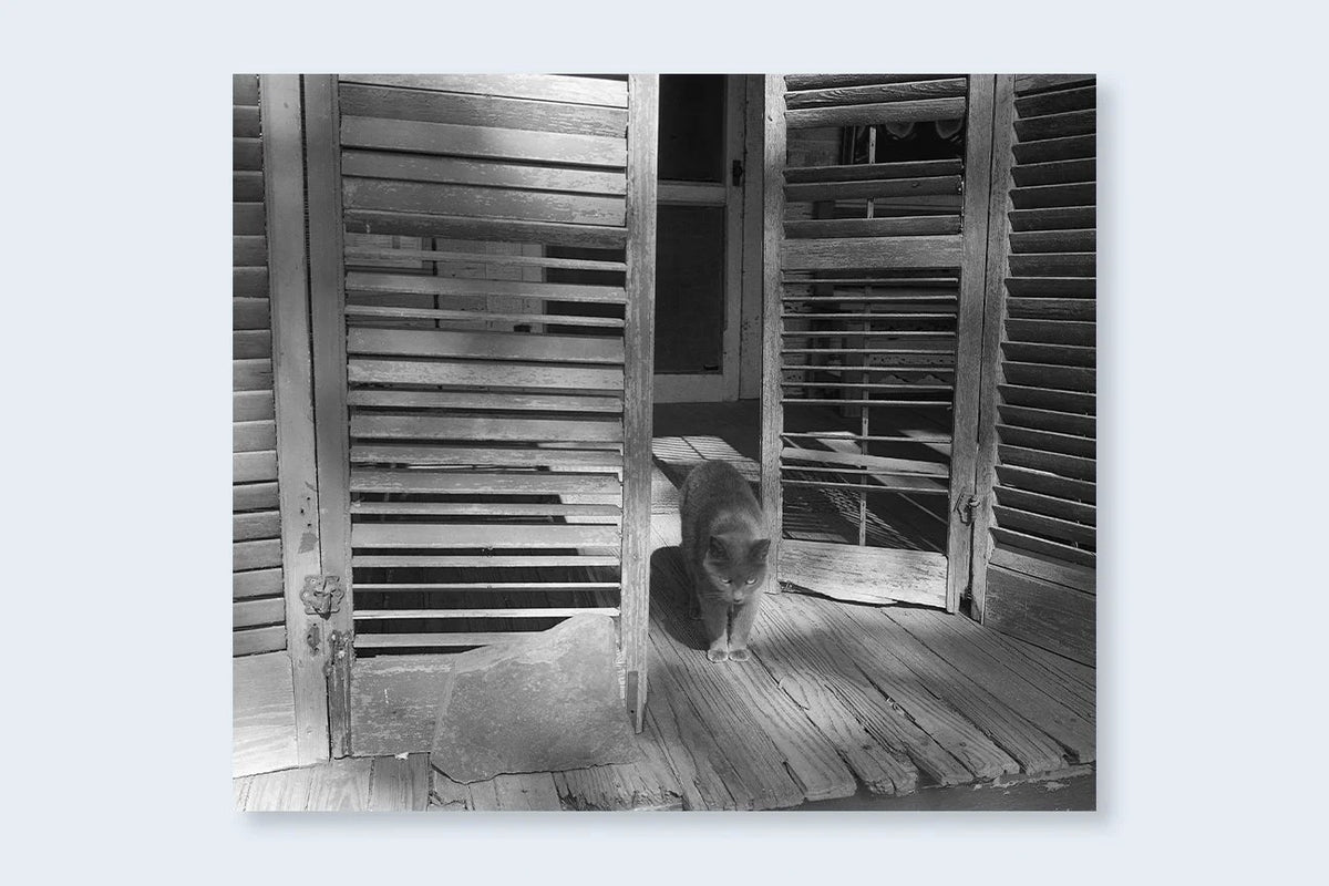 Mark Steinmetz - Low-Fi Cats