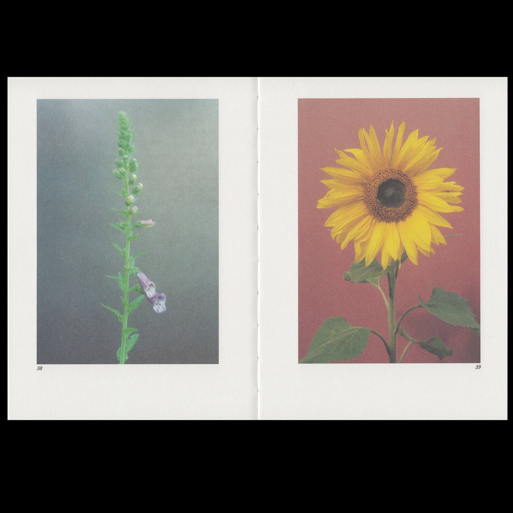 Hilla Kurki - Almost All the Flowers in My Mother’s Garden