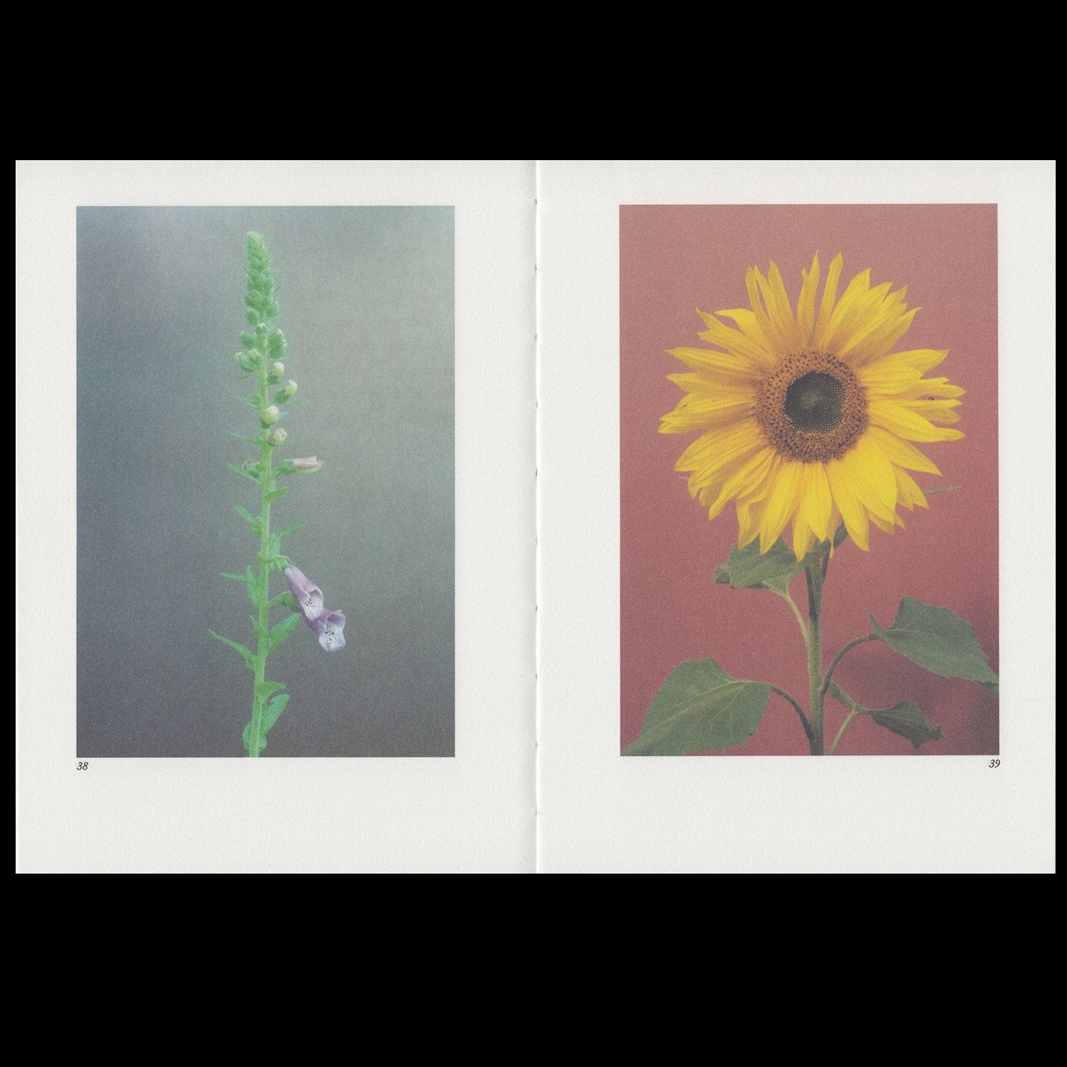 Hilla Kurki - Almost All the Flowers in My Mother’s Garden