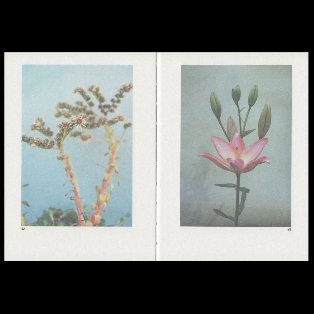 Hilla Kurki - Almost All the Flowers in My Mother’s Garden