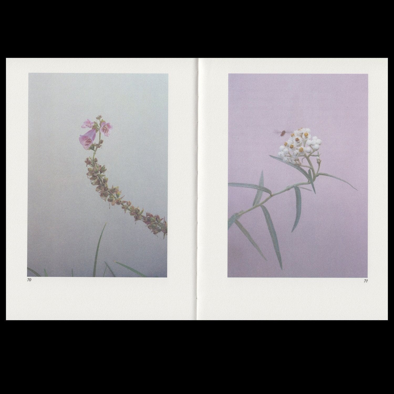 Hilla Kurki - Almost All the Flowers in My Mother’s Garden