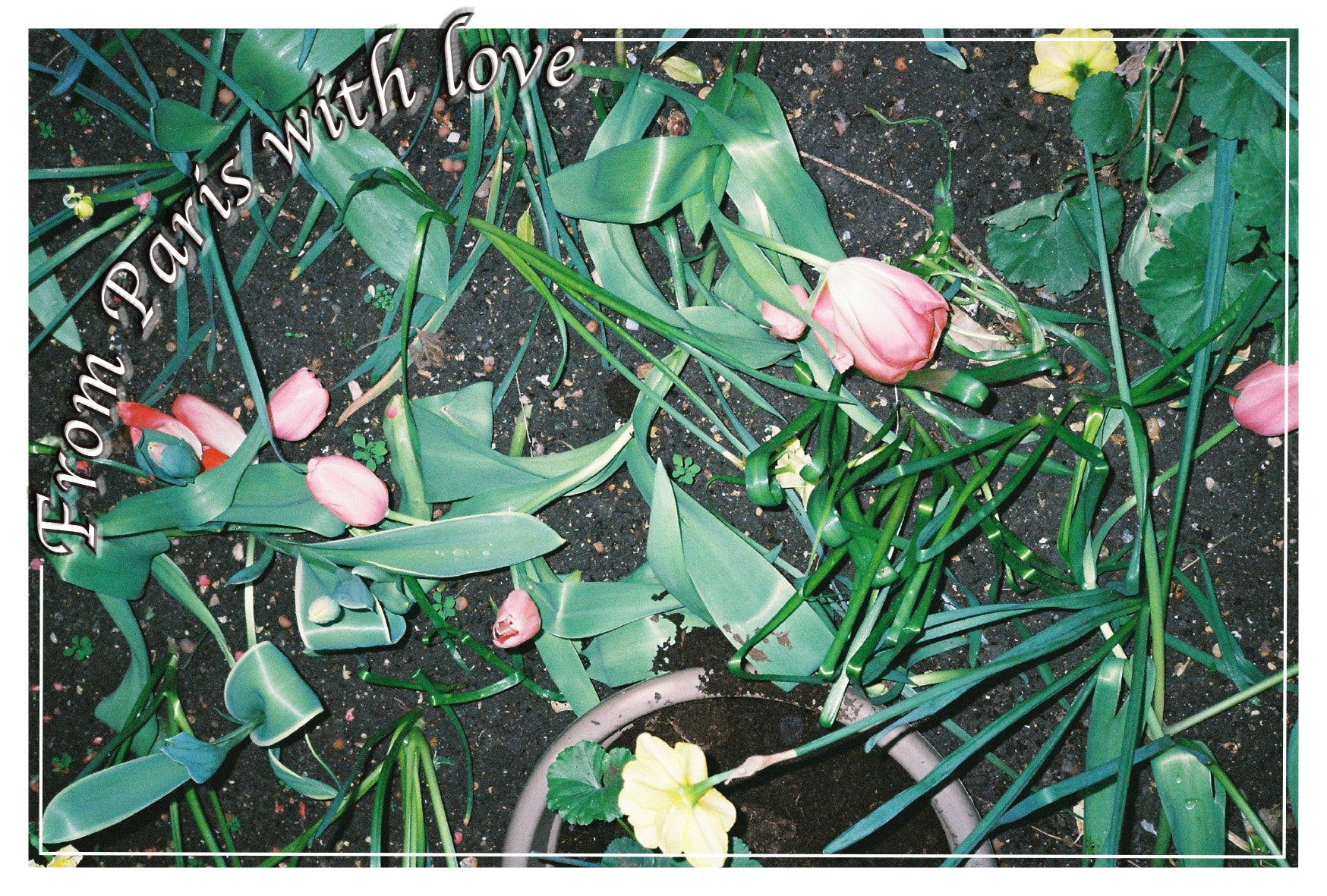 Sinae Lee - Paris (Postcards)