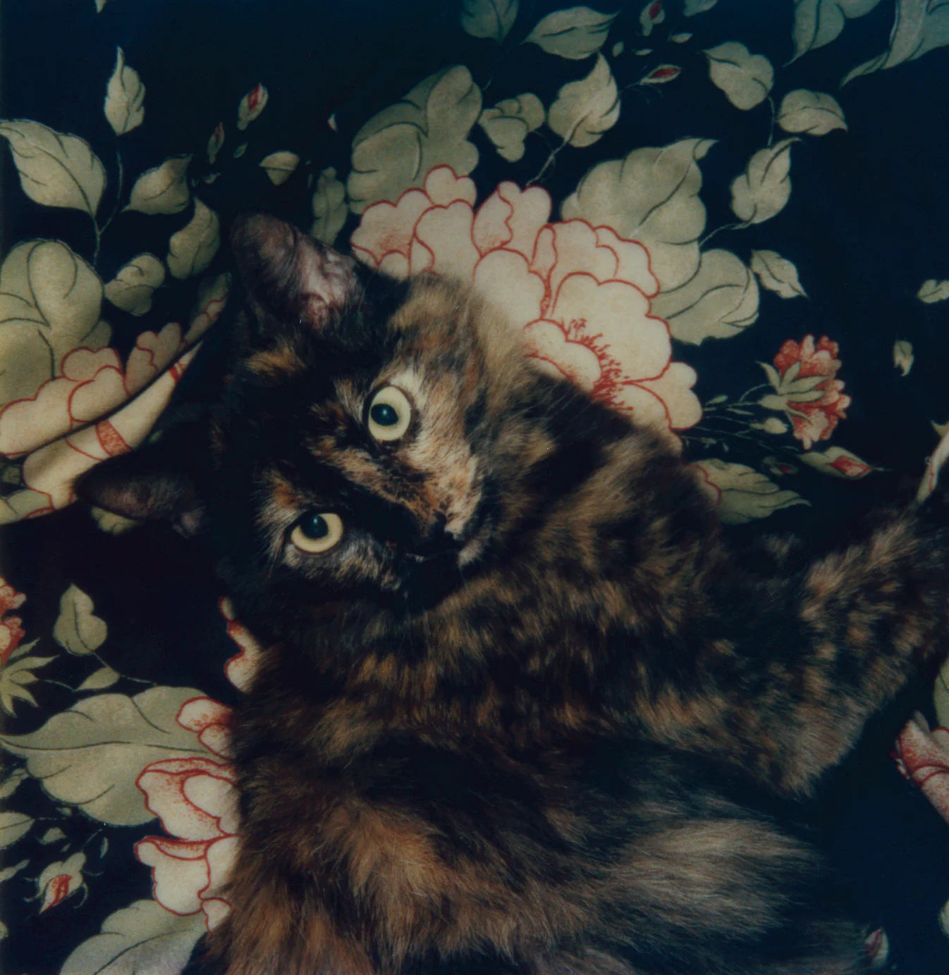 Robby Müller - L.A. Polaroids