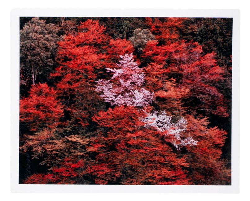 Lena C. Emery - Yuka & The Forest