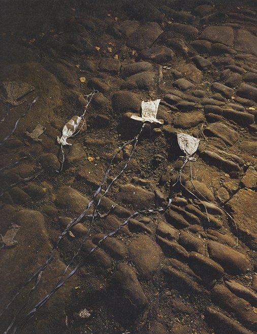 Anselm Kiefer - Nachtschattengewächse