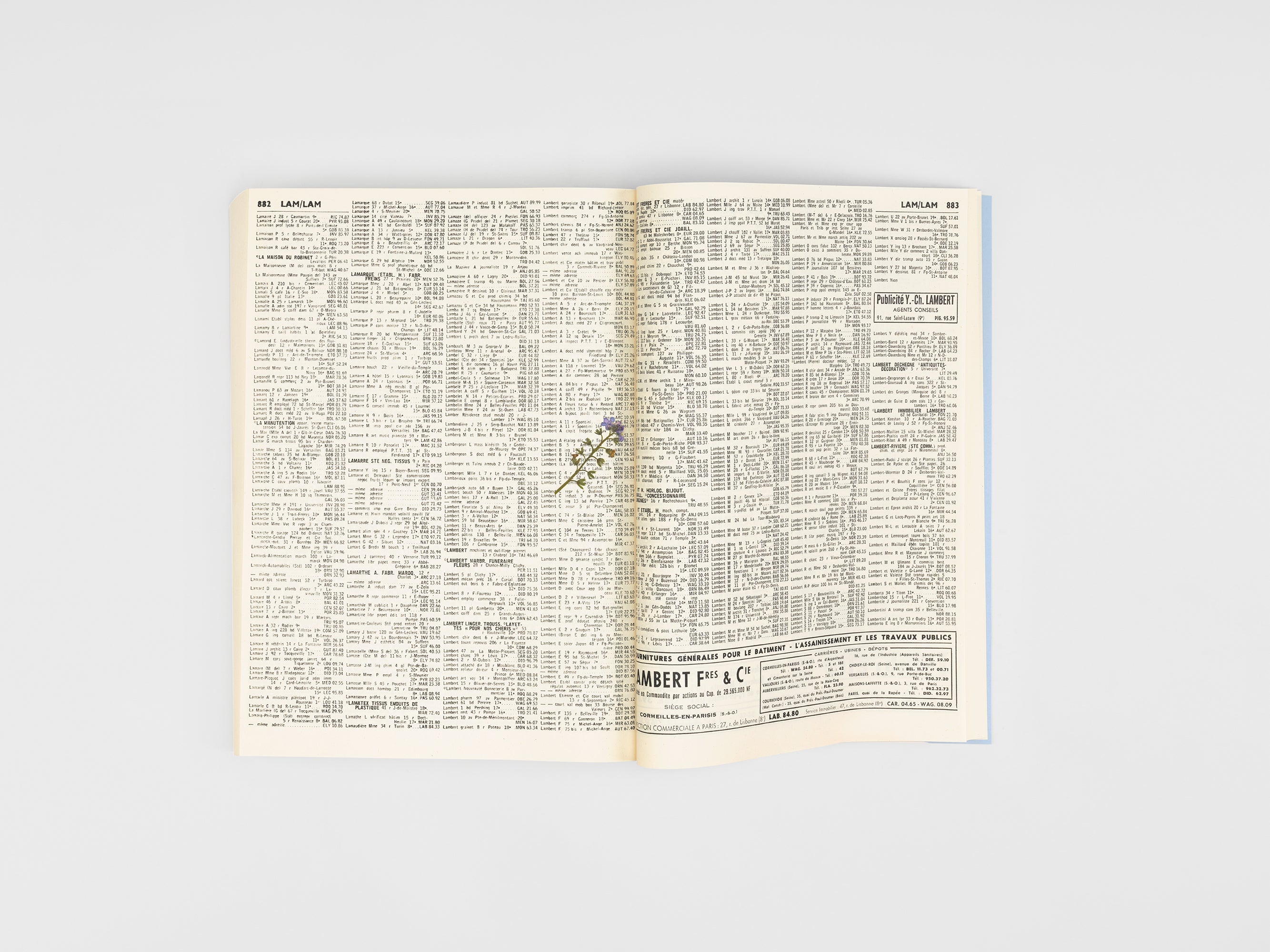 Kris Martin - Myosotis