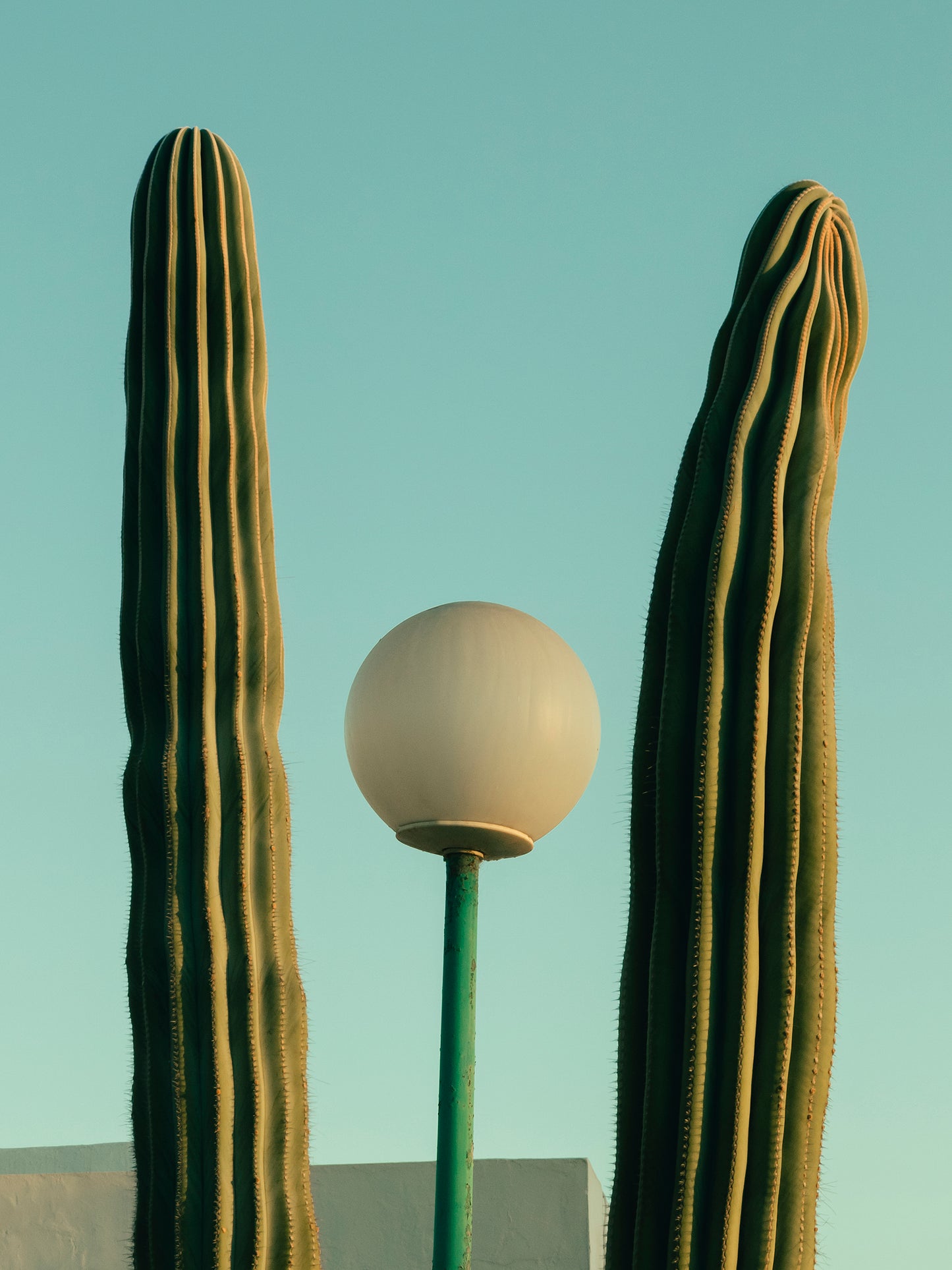 Romain Laprade - Cactus et réverbère, Lanzarote, 2022