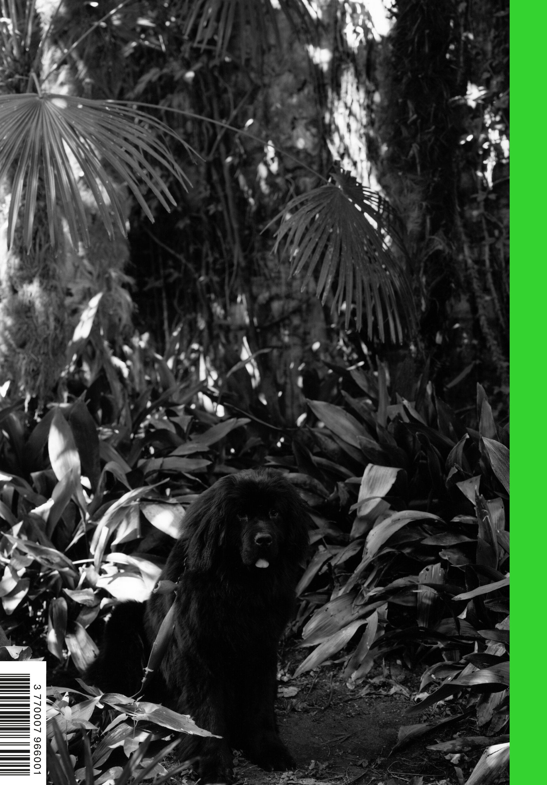 The Skirt Chronicles - Issue VII