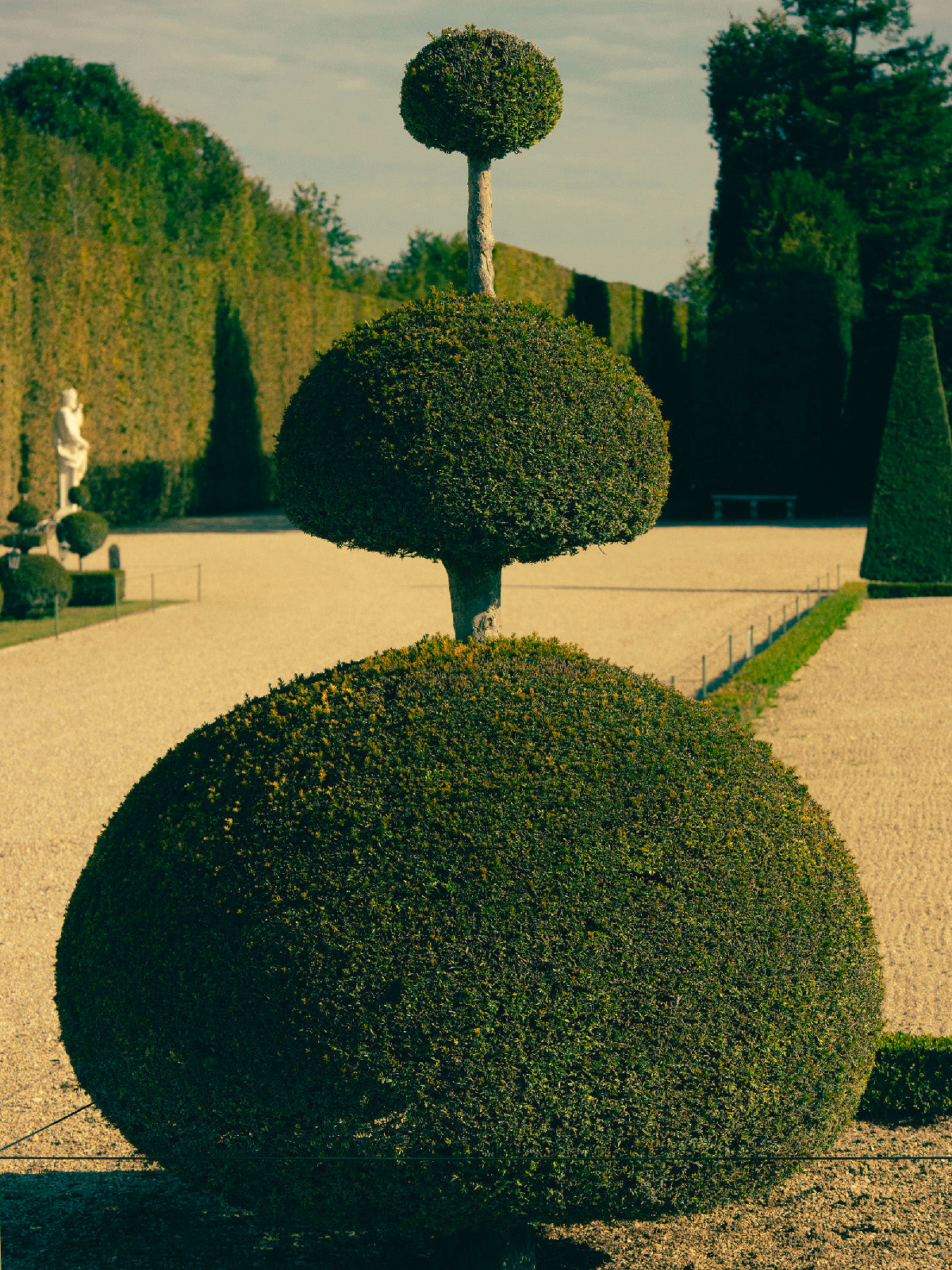 Romain Laprade - Buis 1, Versailles, 2021