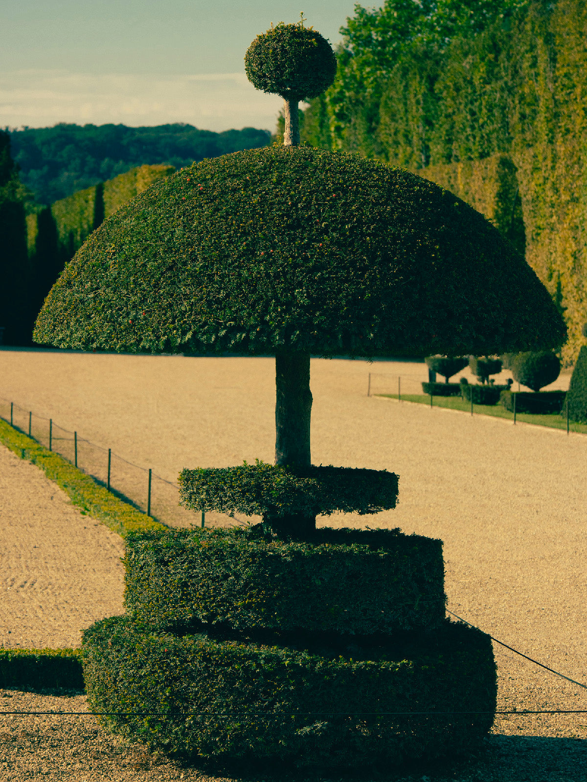 Romain Laprade - Buis 2, Versailles, 2021