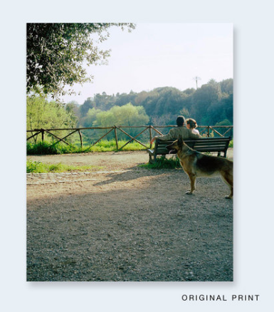 John Divola - Seven Dogs