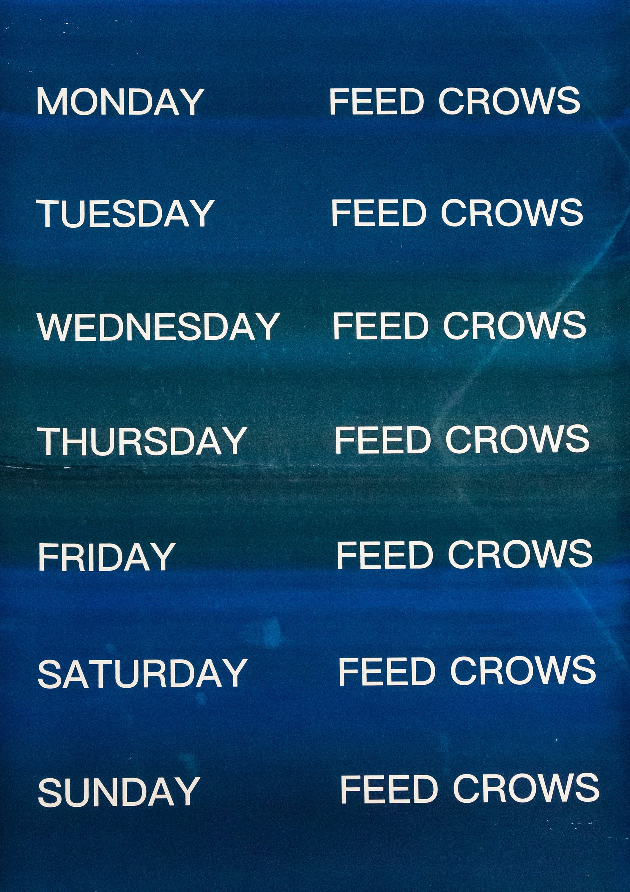 David Horvitz - Feed Crows (Print)