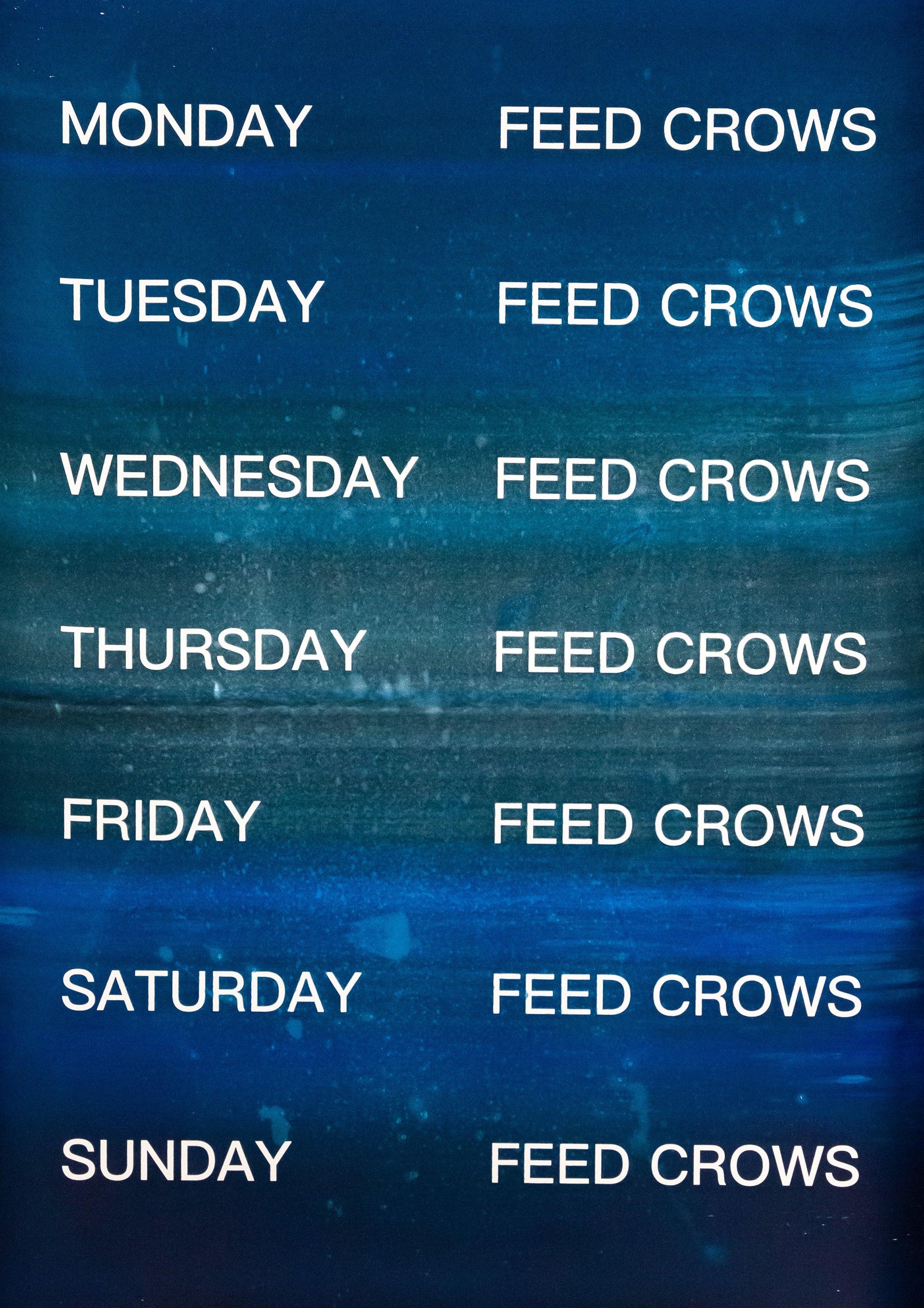 David Horvitz - Feed Crows (Print)