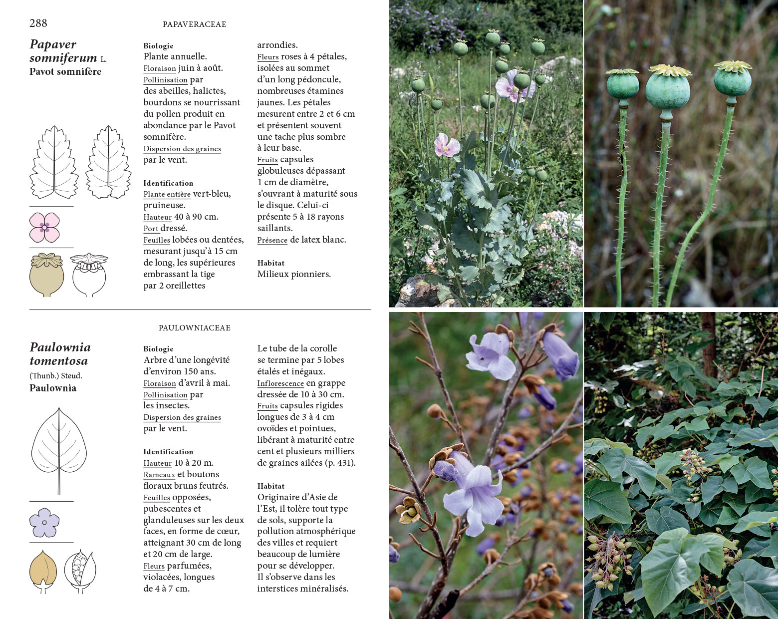 Audrey Muratet, Myr Muratet, Marie Pellaton - Flore des friches urbaines