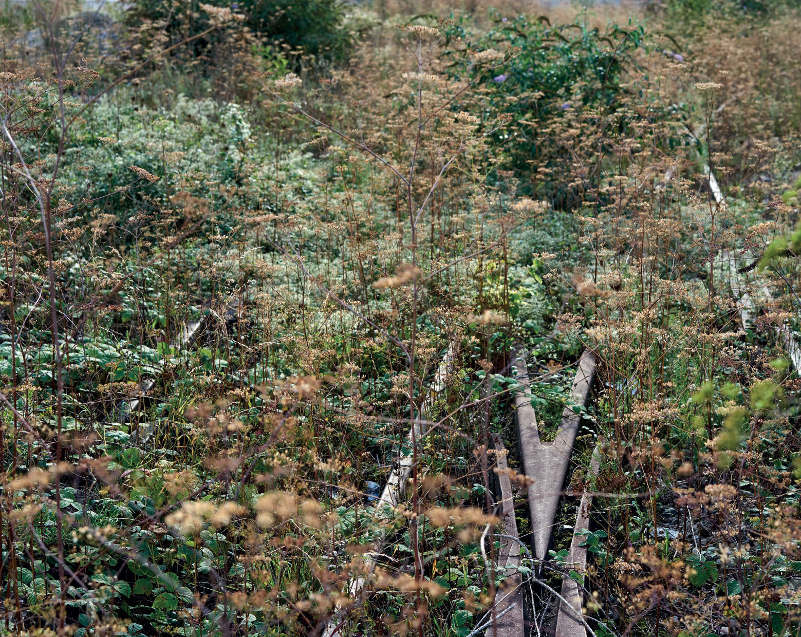 Audrey Muratet, Myr Muratet, Marie Pellaton - Flore des friches urbaines