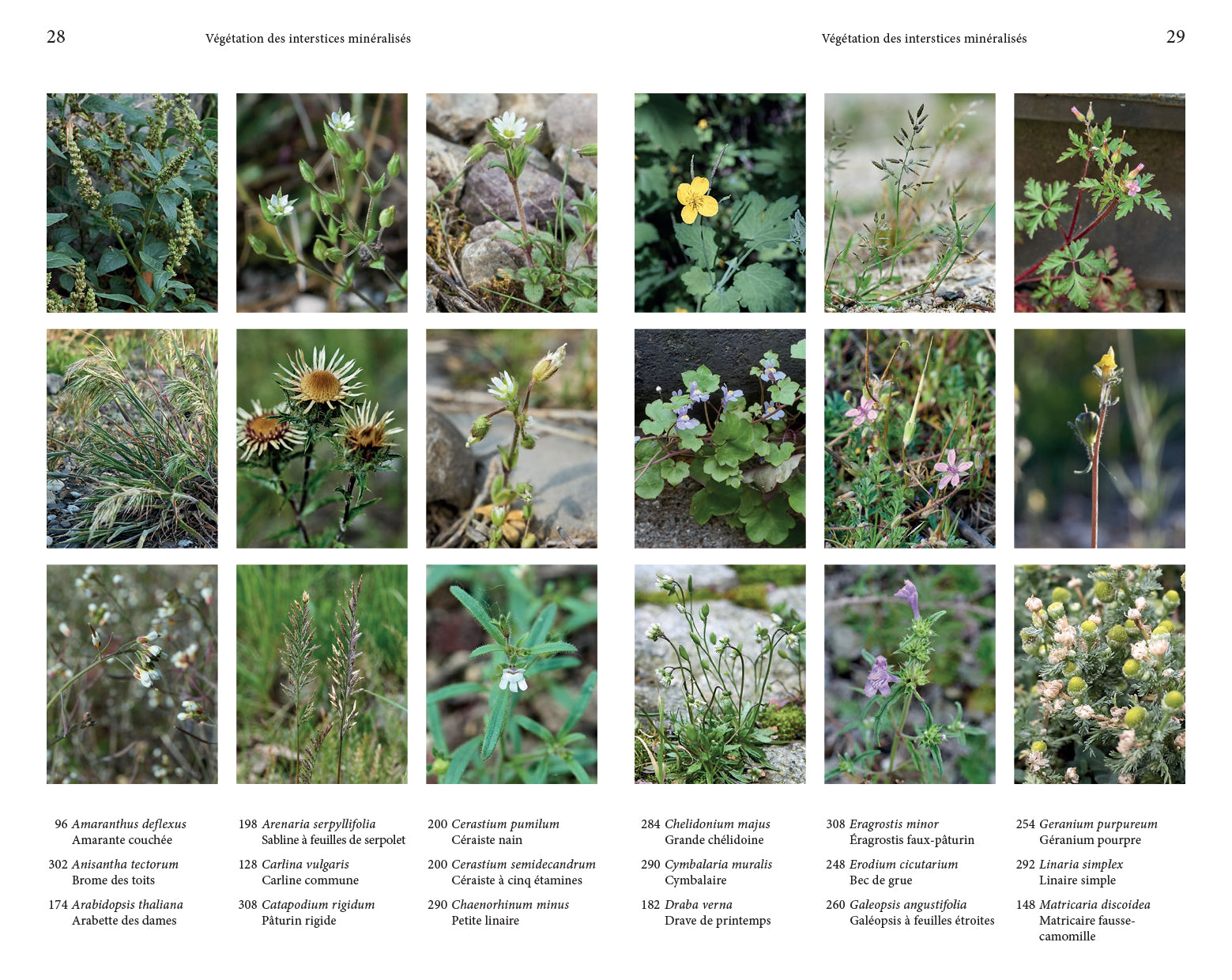 Audrey Muratet, Myr Muratet, Marie Pellaton - Flore des friches urbaines