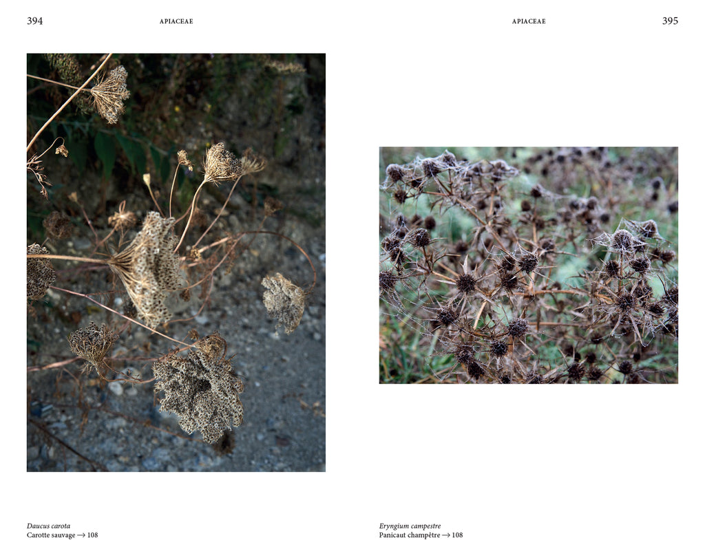 Audrey Muratet, Myr Muratet, Marie Pellaton - Flore des friches urbaines