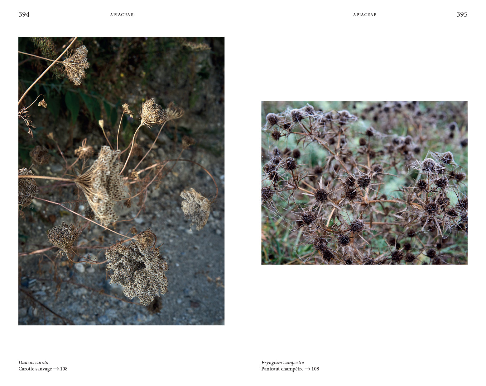 Audrey Muratet, Myr Muratet, Marie Pellaton - Flore des friches urbaines