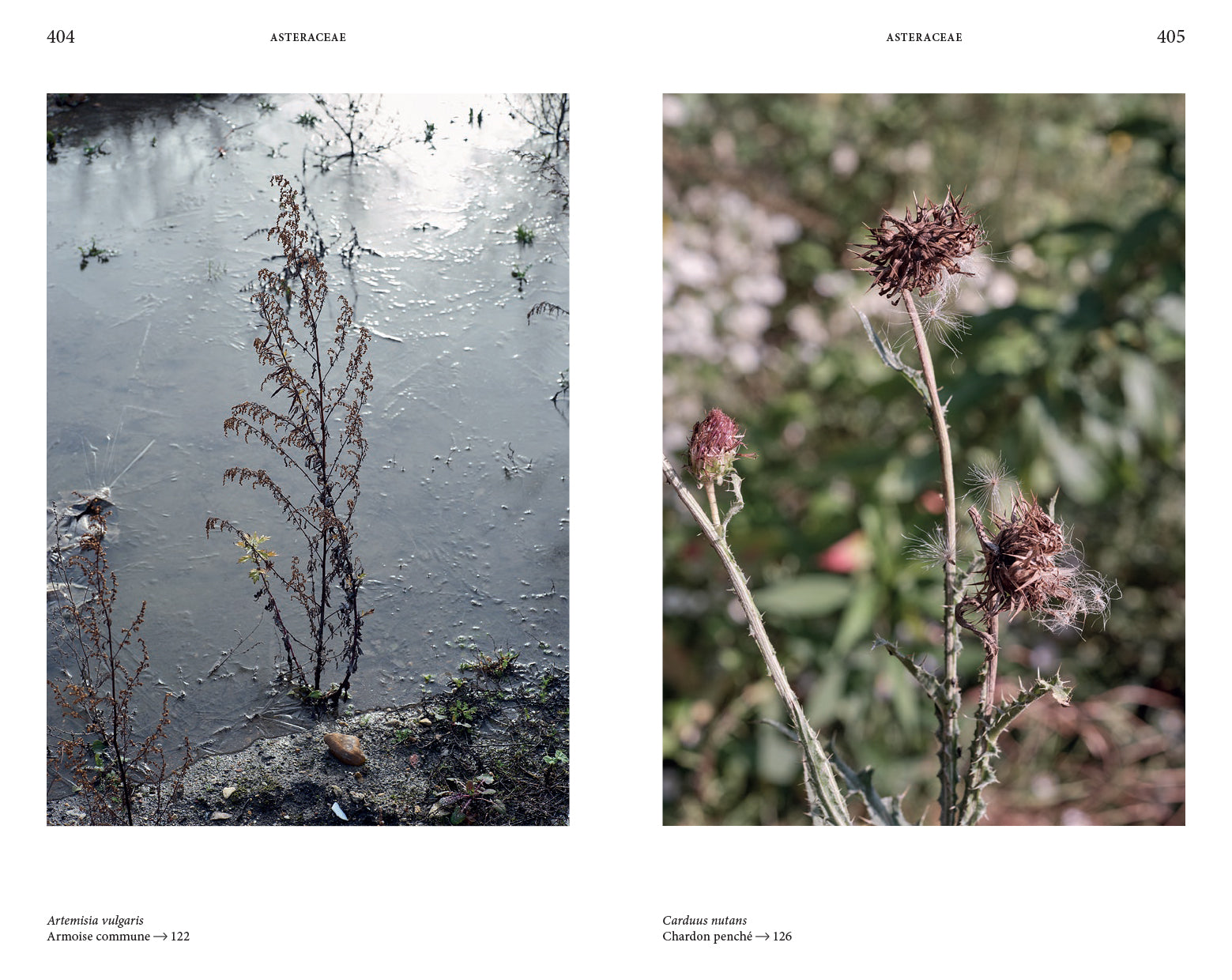 Audrey Muratet, Myr Muratet, Marie Pellaton - Flore des friches urbaines