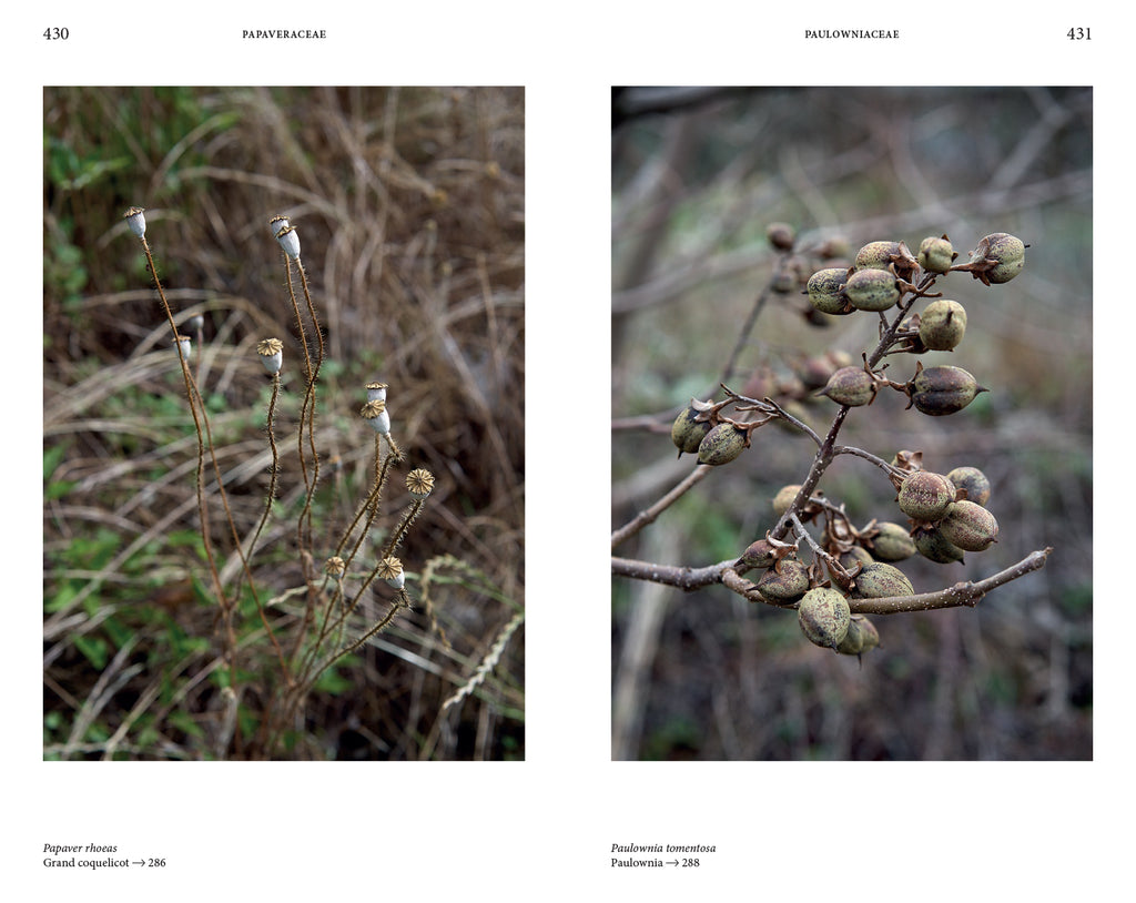 Audrey Muratet, Myr Muratet, Marie Pellaton - Flore des friches urbaines
