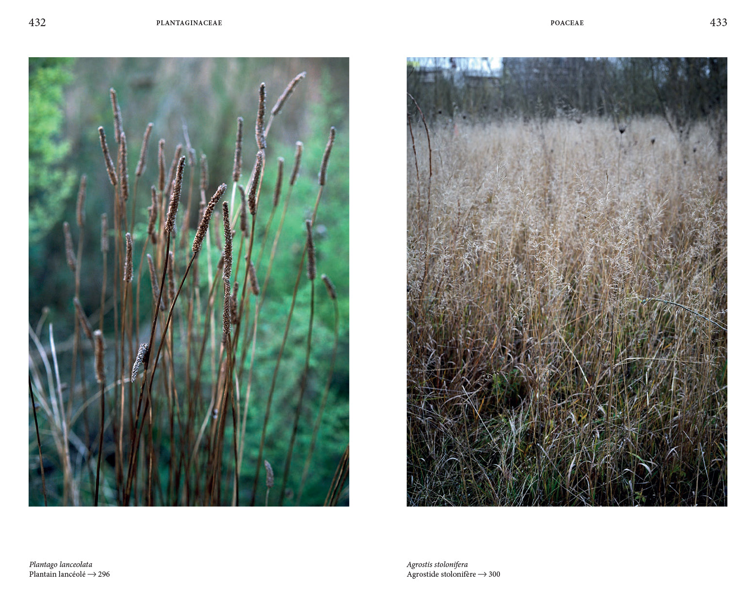 Audrey Muratet, Myr Muratet, Marie Pellaton - Flore des friches urbaines