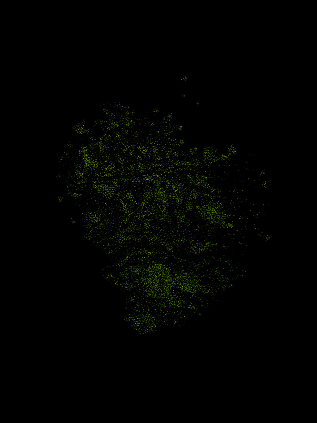 Giuseppe Penone - Identità