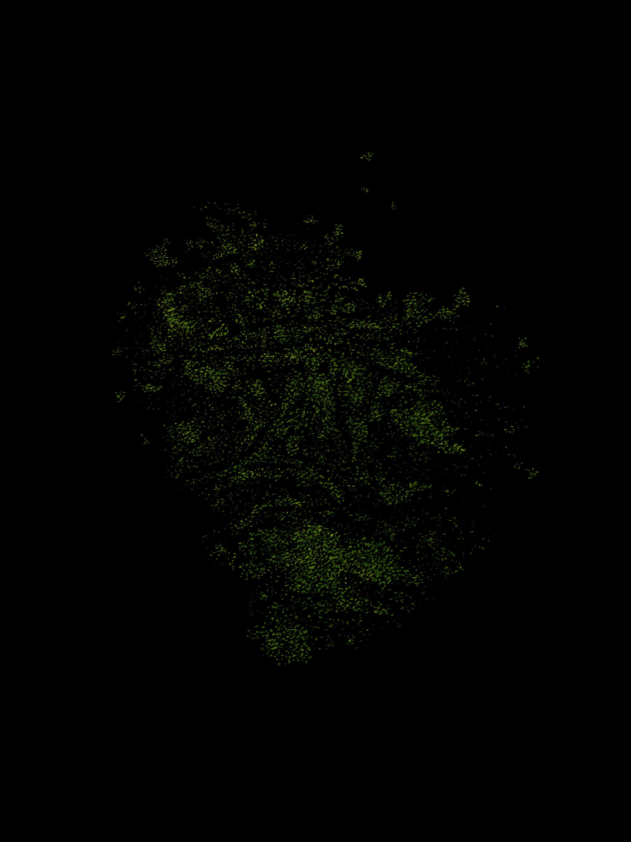 Giuseppe Penone - Identità