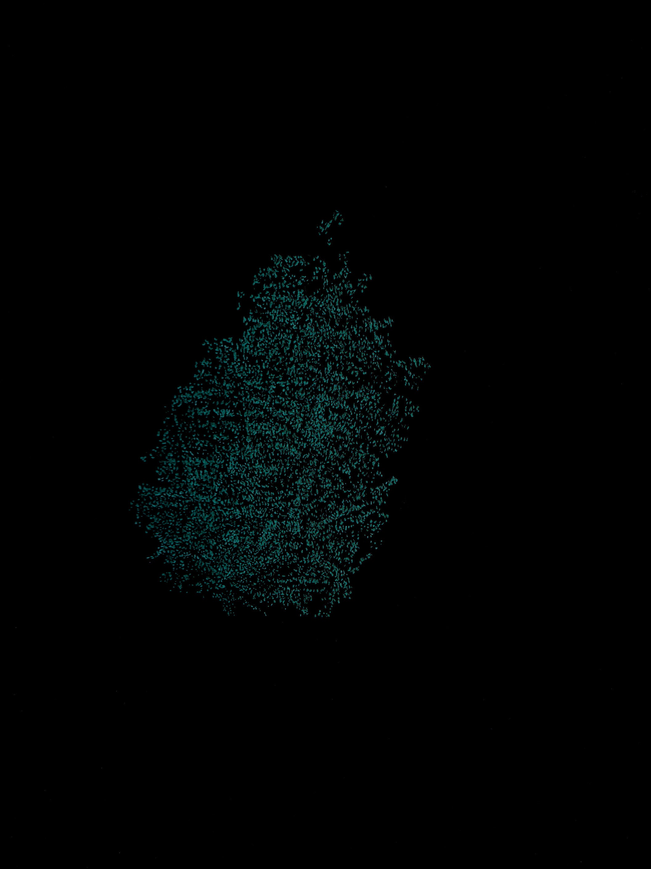 Giuseppe Penone - Identità