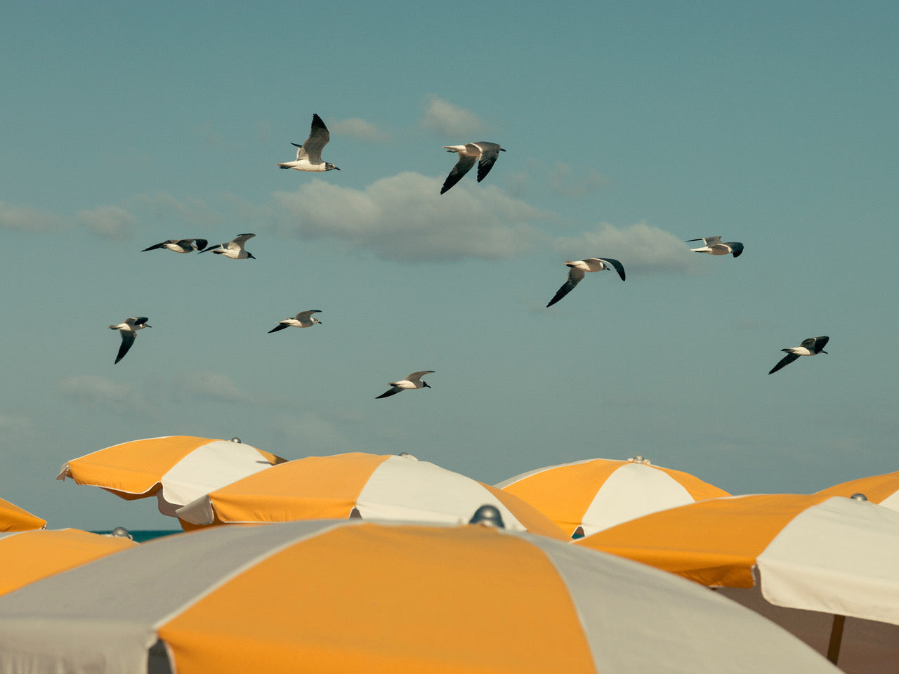 Romain Laprade - Parasol et Oiseaux, Miami Beach, 2017