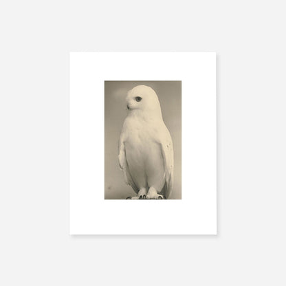 Yamamoto Masao - Birds (Mini Portfolio)