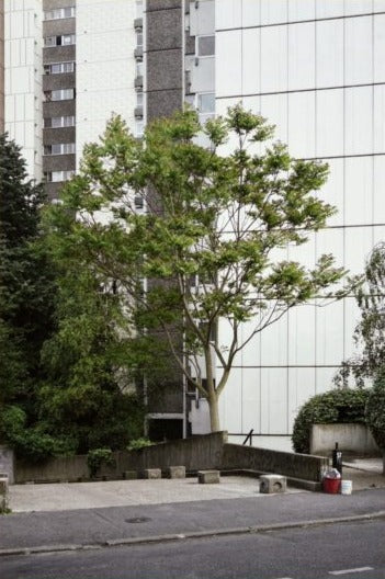 Simon Boudvin - Ailanthus Altissima, Une monographie située de l'ailante