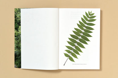 Simon Boudvin - Ailanthus Altissima, Une monographie située de l'ailante