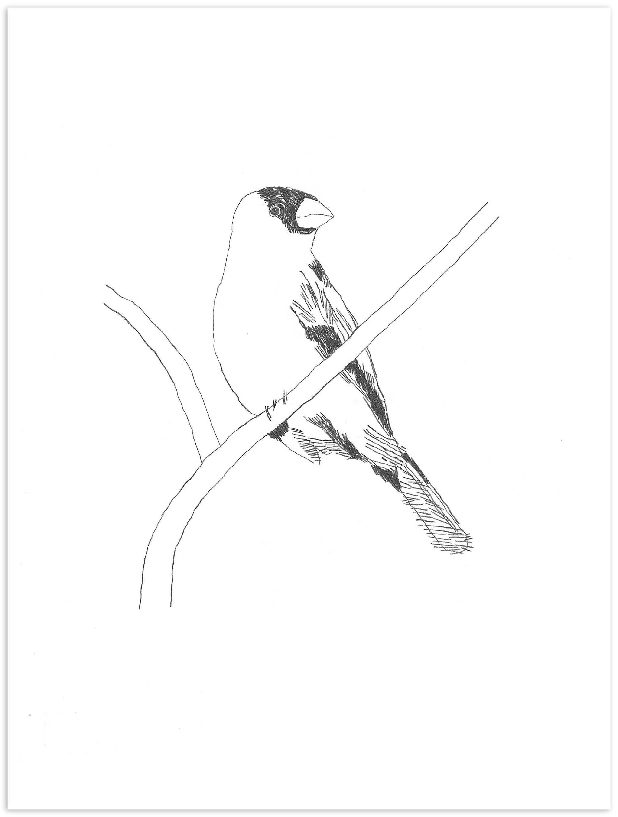 Nigel Peake - Birds of Japan