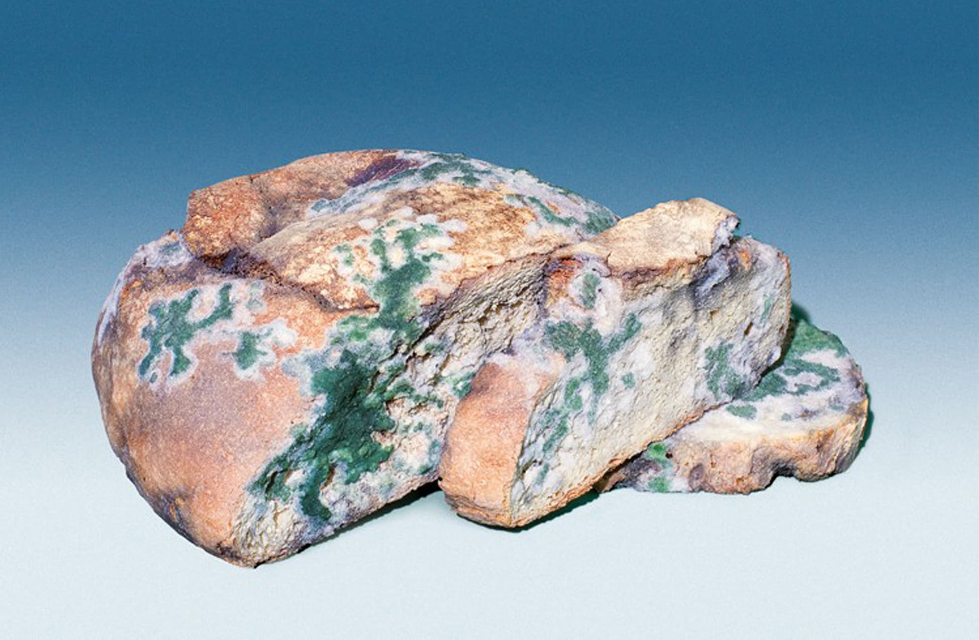 Toilet Paper - N°1 June 2010