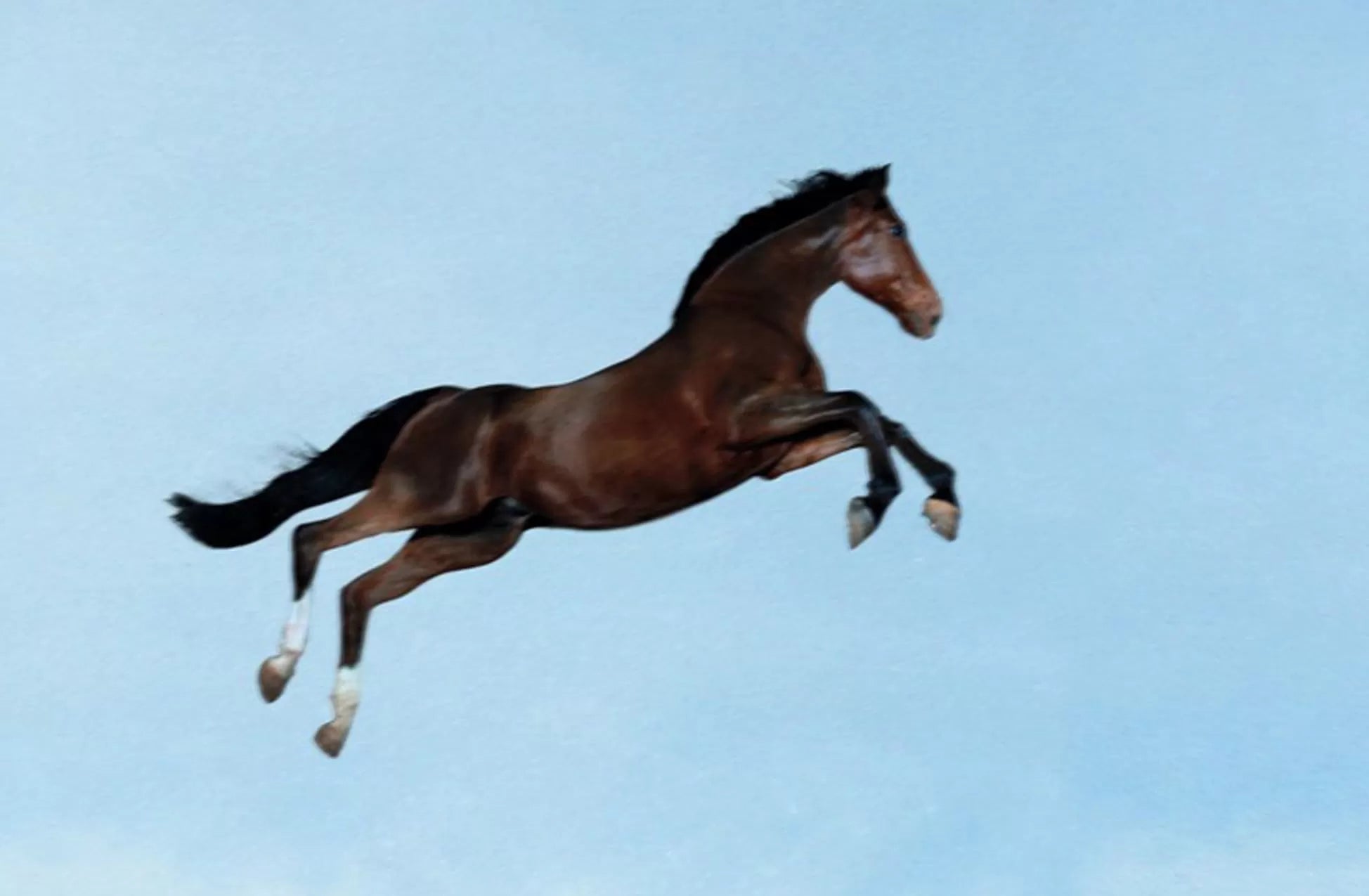 Toilet Paper - N°2 January 2011